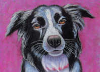 border collie
