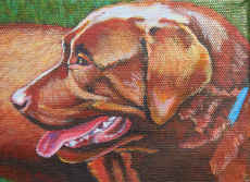 Chocolate Lab Picture