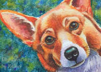corgi
