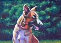 german shepherd