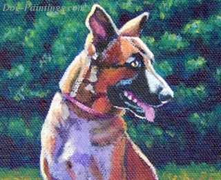 German Shepherd Picture