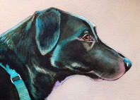dogs pictures