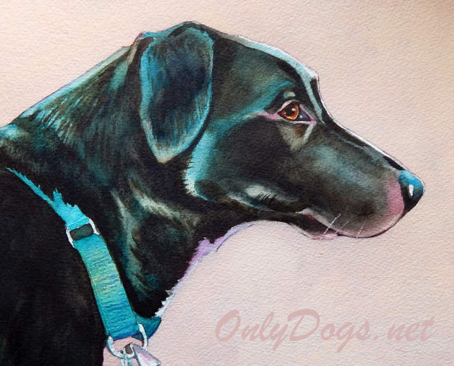Dog Portrait