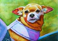 chihuahua portrait