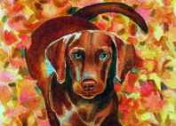 lab portrait
