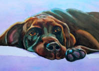 chocolate lab portrait