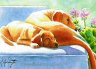 golden lab portrait